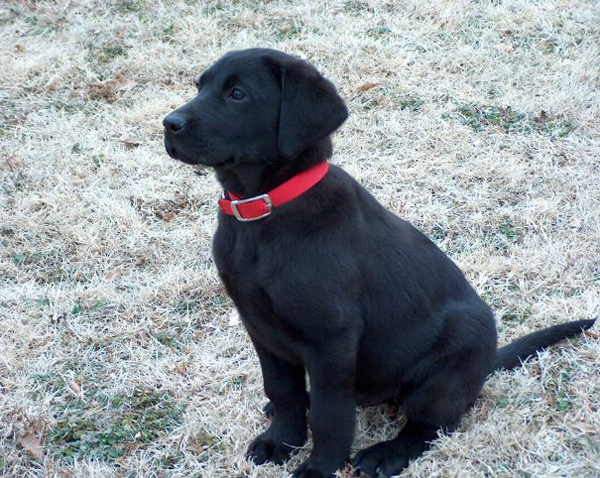 black labs for sale