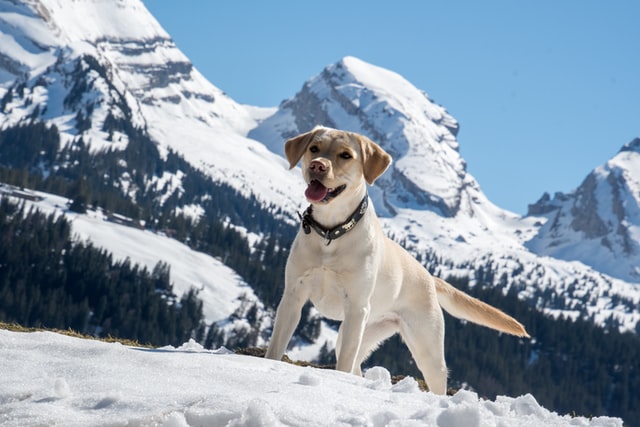 Can Labradors Walk in Snow  