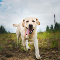 Portrait of golden labrador running forward in camera direction on a field in the summer park, looking at camera. Green grass and trees background