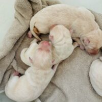 ivory lab puppy for sale born july 16th 2024
